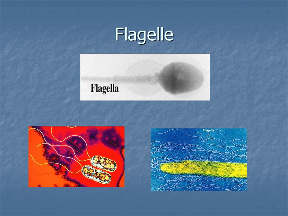Flagelle