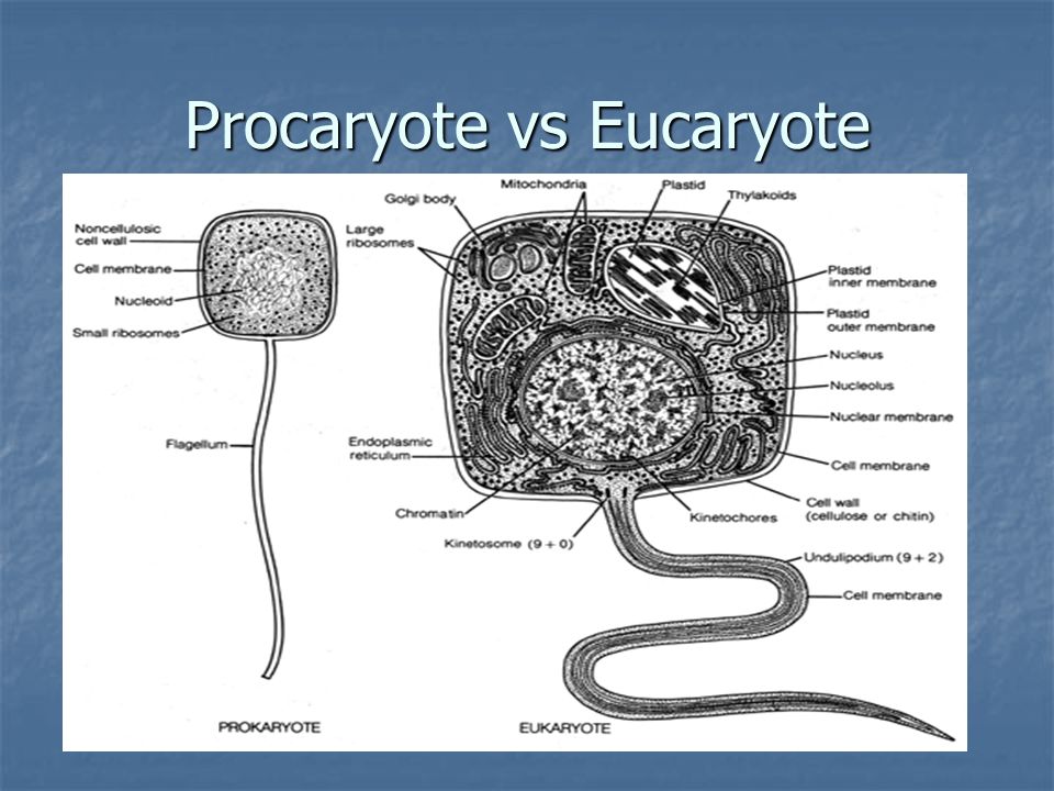 Procaryote vs Eucaryote