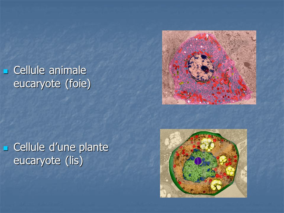 Cellule animale eucaryote (foie)
