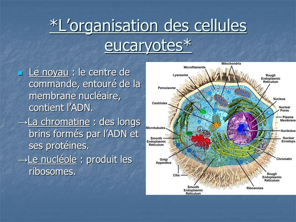*L’organisation des cellules eucaryotes*