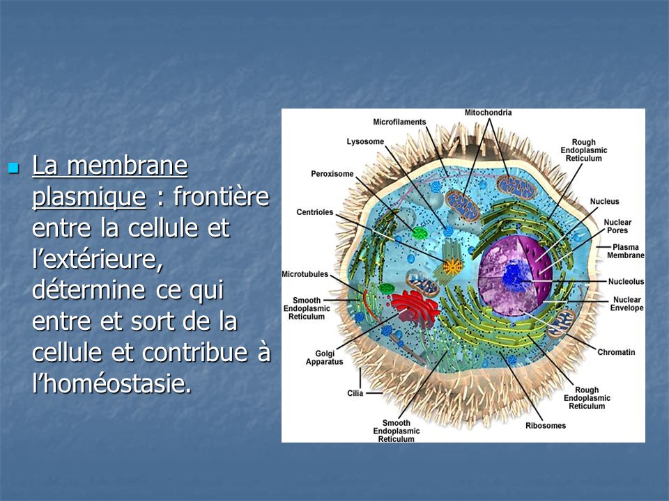 La membrane plasmique : frontière entre la cellule et l’extérieure, détermine ce qui entre et sort de la cellule et contribue à l’homéostasie.