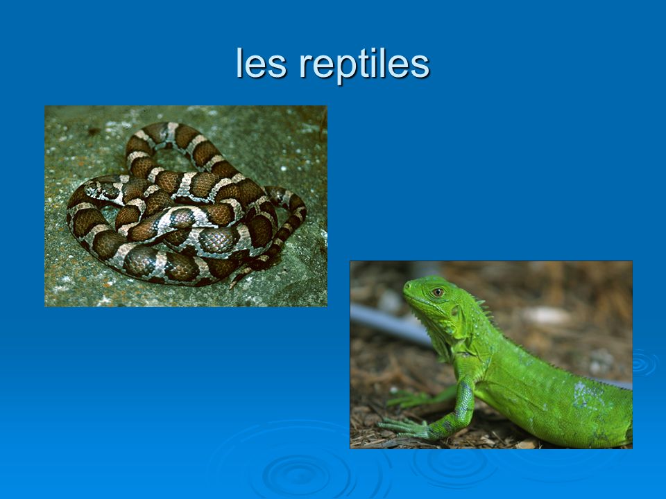 les reptiles