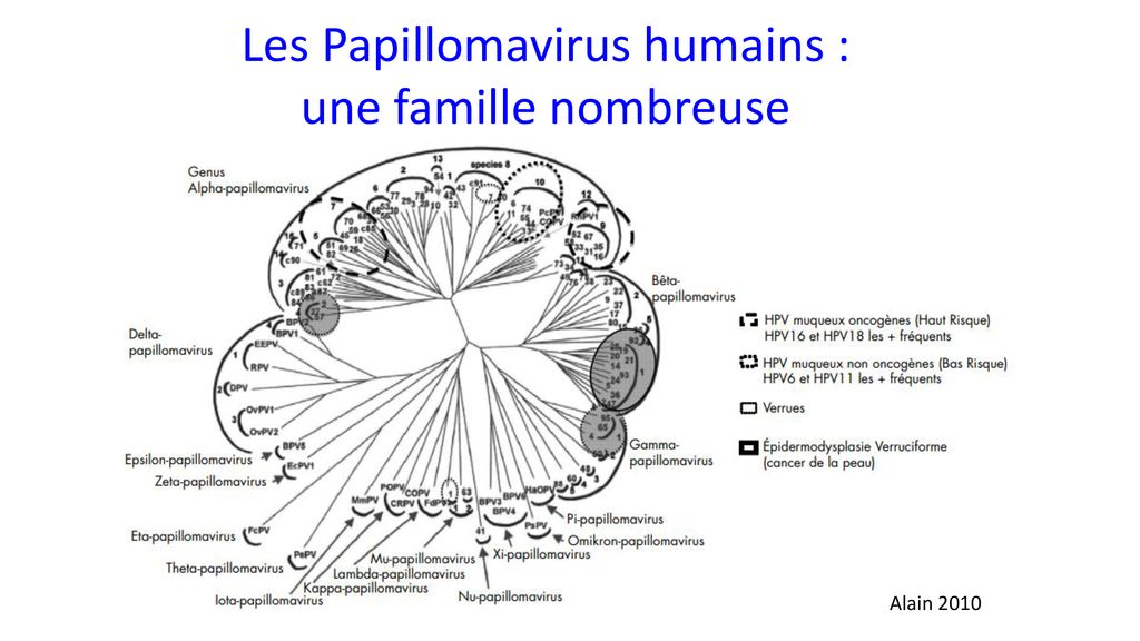 papillomavirus humain famille