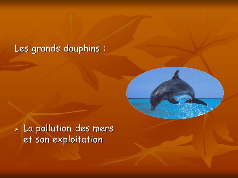 Les grands dauphins : La pollution des mers et son exploitation