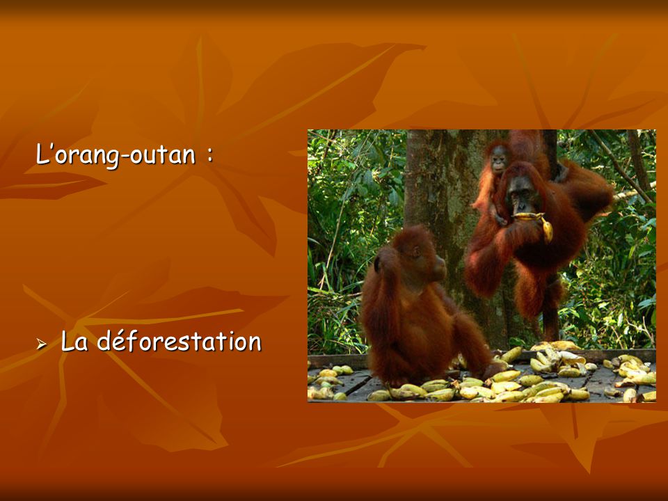 L’orang-outan : La déforestation