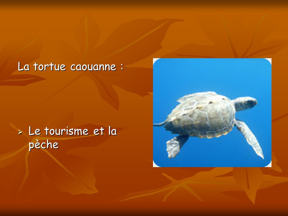 La tortue caouanne : Le tourisme et la pèche