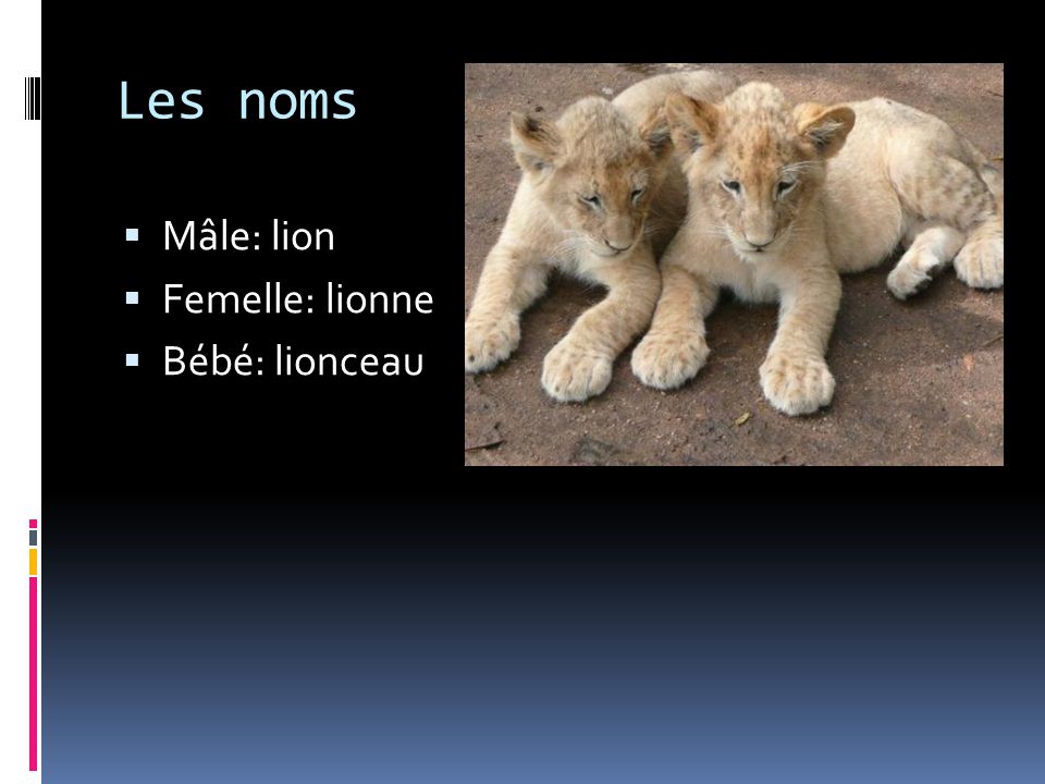 Les noms Mâle: lion Femelle: lionne Bébé: lionceau