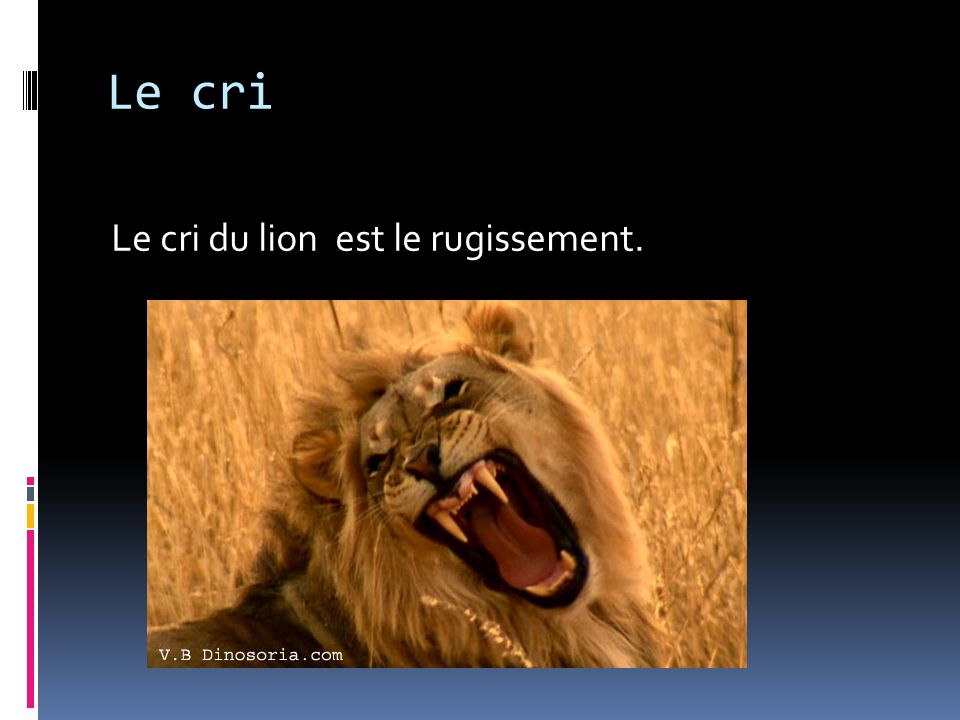 Le cri Le cri du lion est le rugissement.