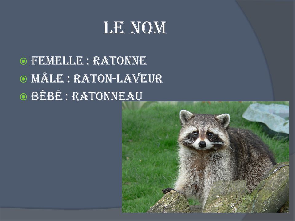 Le nom Femelle : Ratonne Mâle : Raton-laveur Bébé : ratonneau