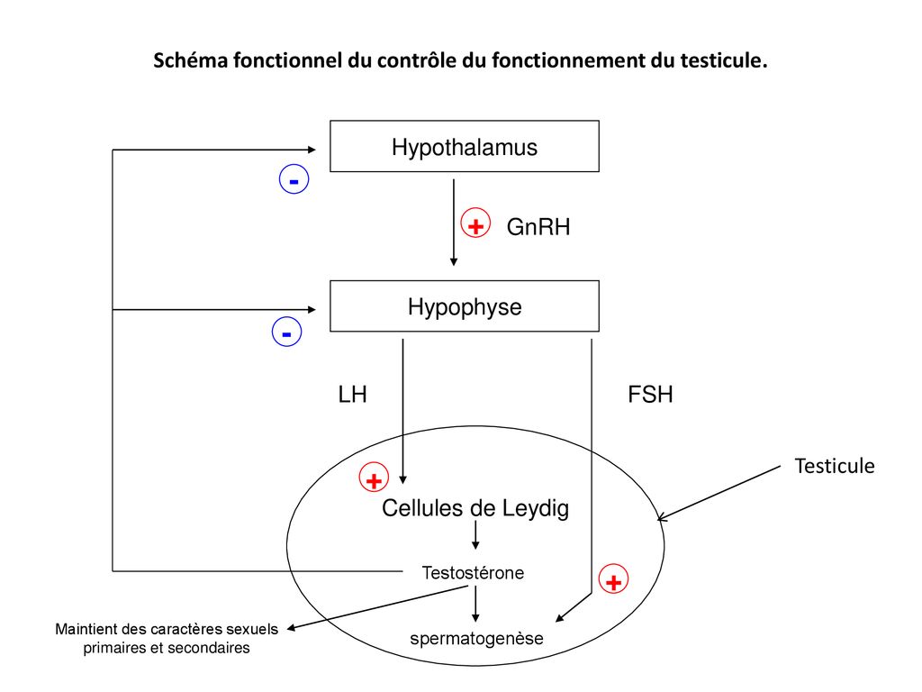 Schéma Fonctionnel Du Contrôle Du Fonctionnement Du Testicule Ppt Télécharger 