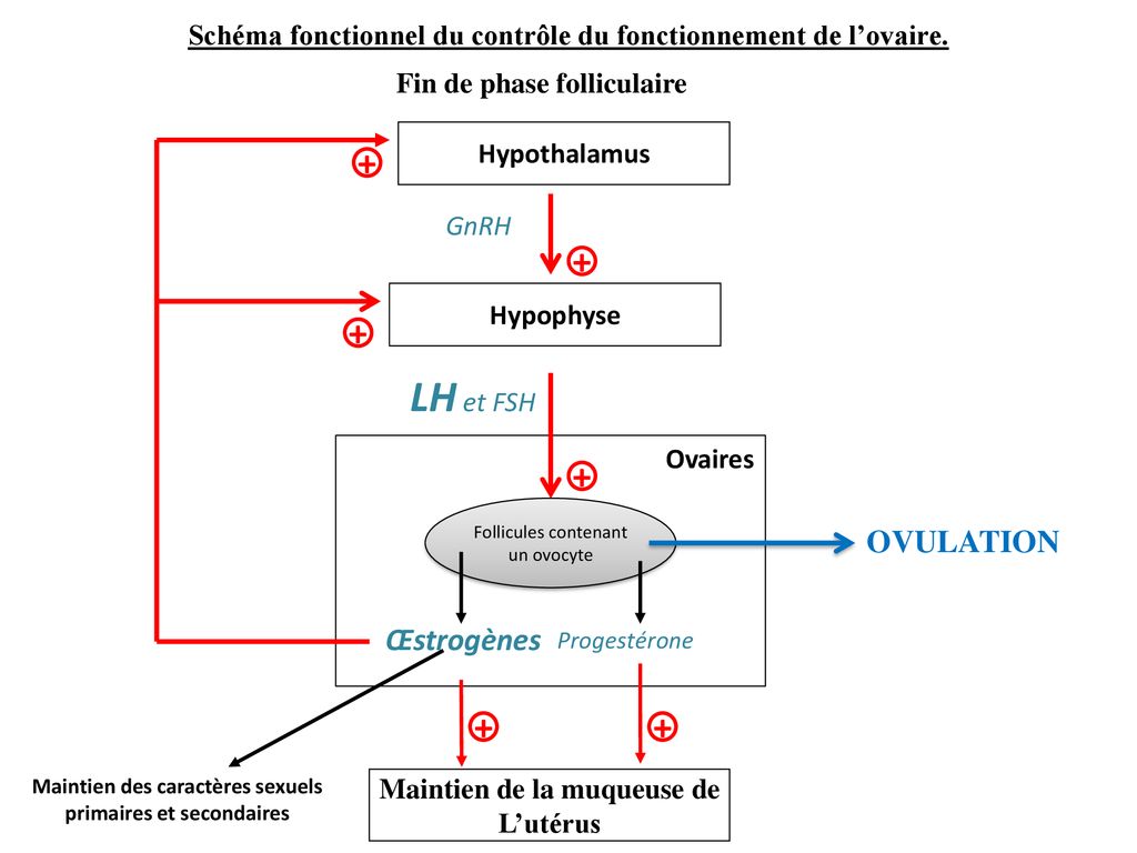 Schéma Fonctionnel Du Contrôle Du Fonctionnement Du Testicule Ppt Télécharger