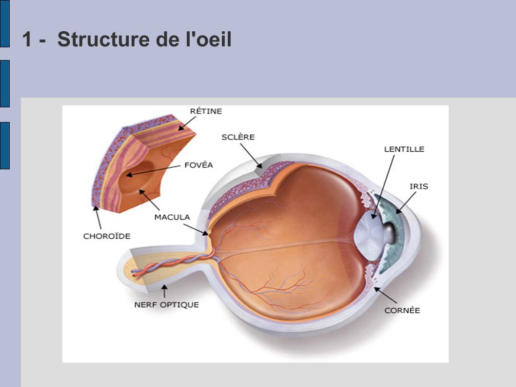 1 - Structure de l oeil