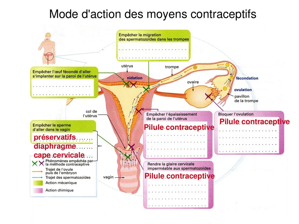 Mode d action des moyens contraceptifs