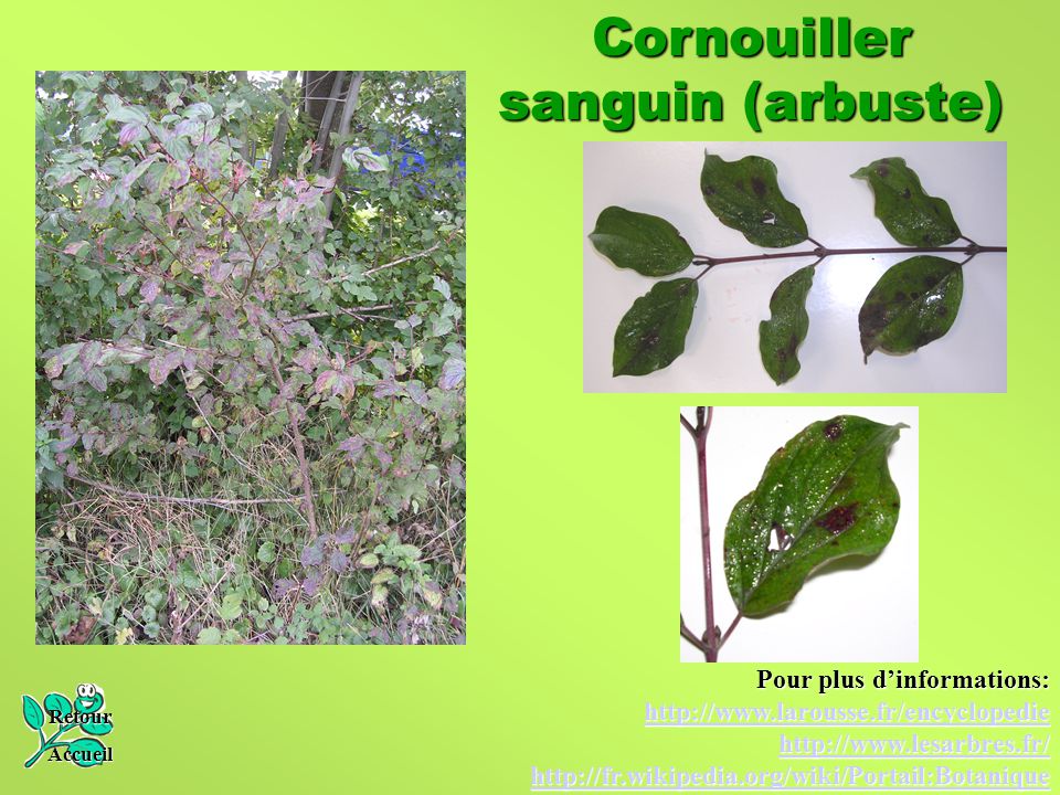 Cornouiller sanguin (arbuste)