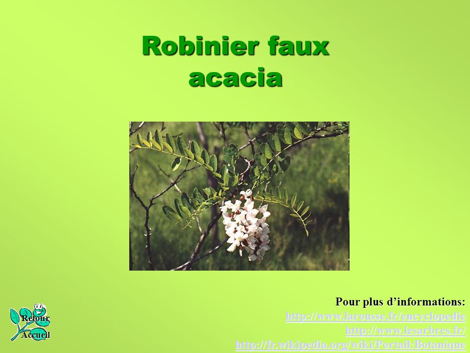 Robinier faux acacia Pour plus d’informations: