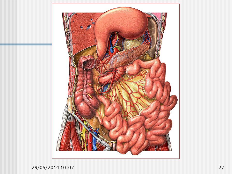 Двенадцатиперстная кишка и слепая кишка. Атлас анатомии брюшной полости. Органы брюшной полости поджелудочная железа. Анатомия брюшной полости человека. Толстая кишка анатомия топография.