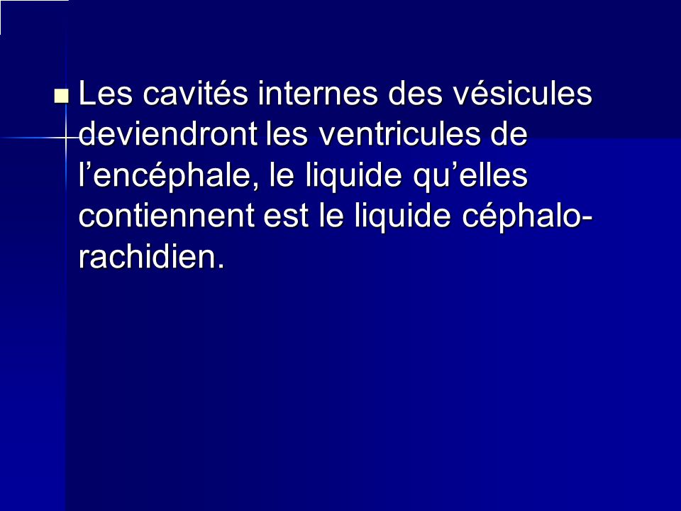 Les cavités internes des vésicules deviendront les ventricules de l’encéphale, le liquide qu’elles contiennent est le liquide céphalo-rachidien.