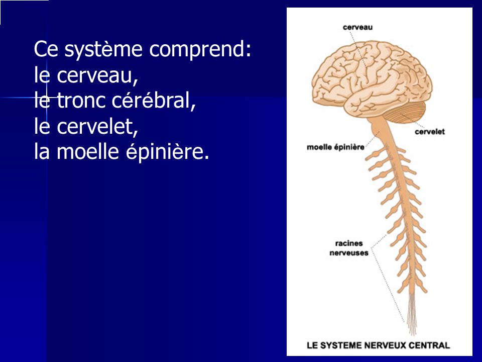 Ce système comprend: le cerveau, le tronc cérébral, le cervelet, la moelle épinière.