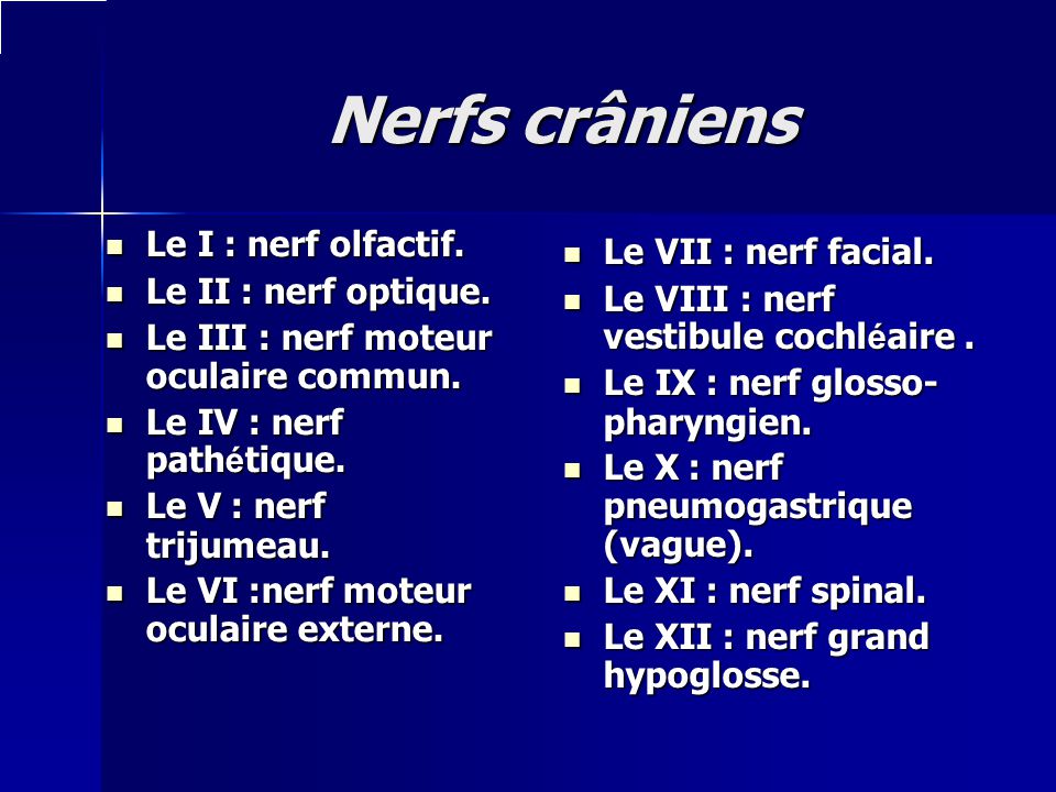 Nerfs crâniens Le I : nerf olfactif. Le VII : nerf facial.