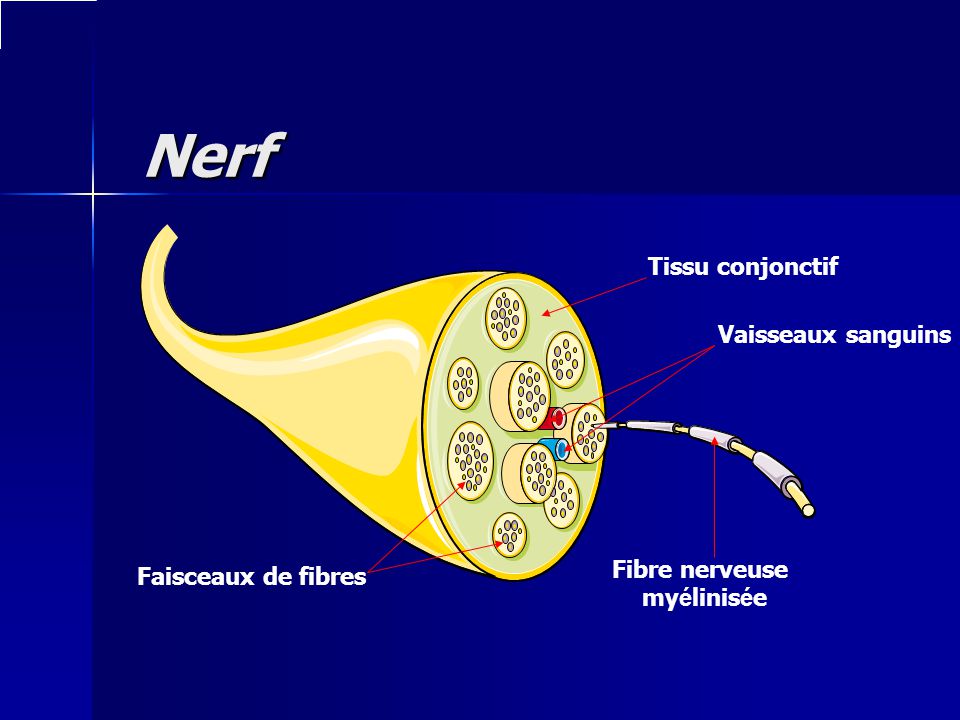 Nerf Tissu conjonctif Vaisseaux sanguins Fibre nerveuse
