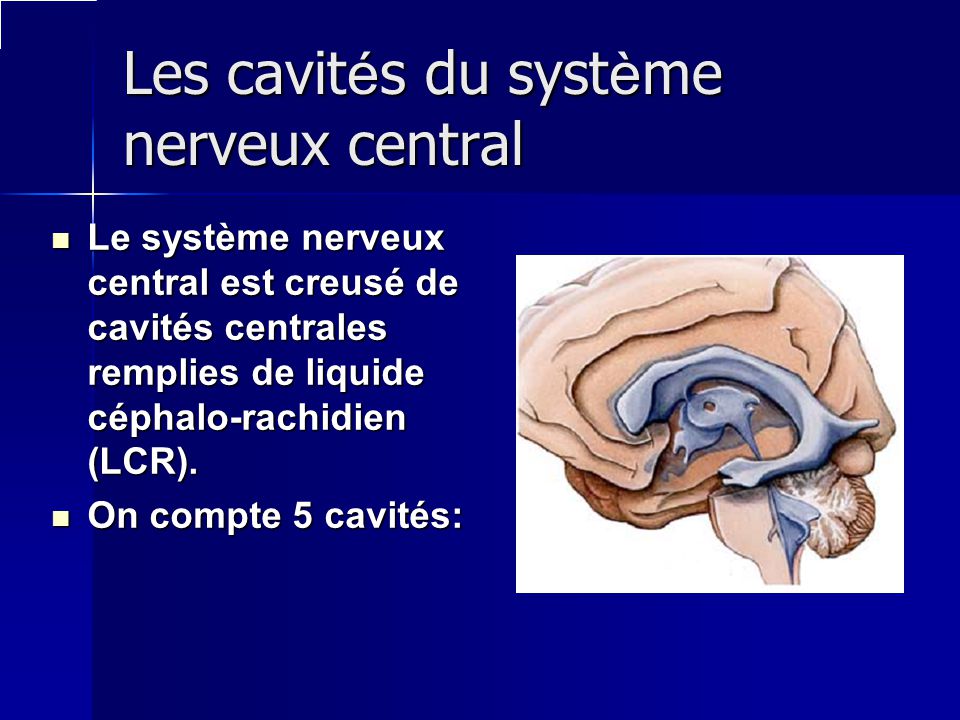 Les cavités du système nerveux central