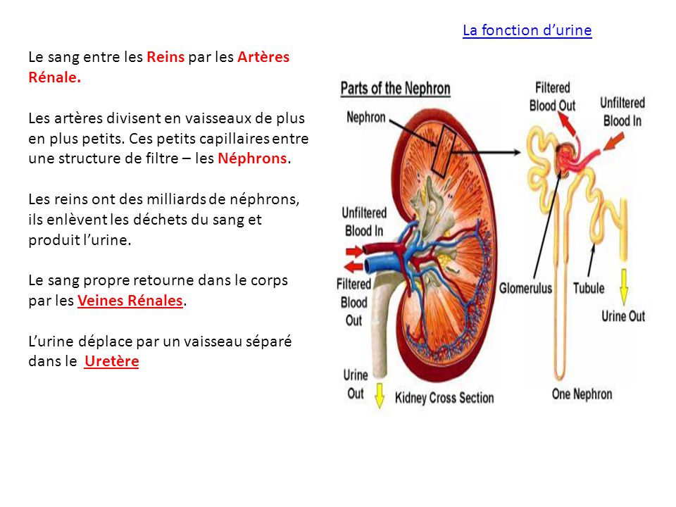 La fonction d’urine Le sang entre les Reins par les Artères Rénale.
