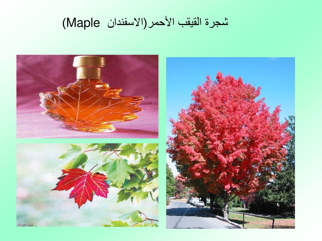 شجرة القيقب الأحمر(الاسفندان Maple )