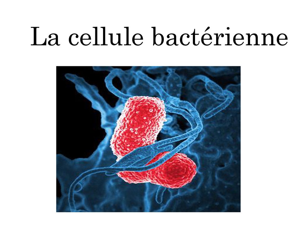 La cellule bactérienne