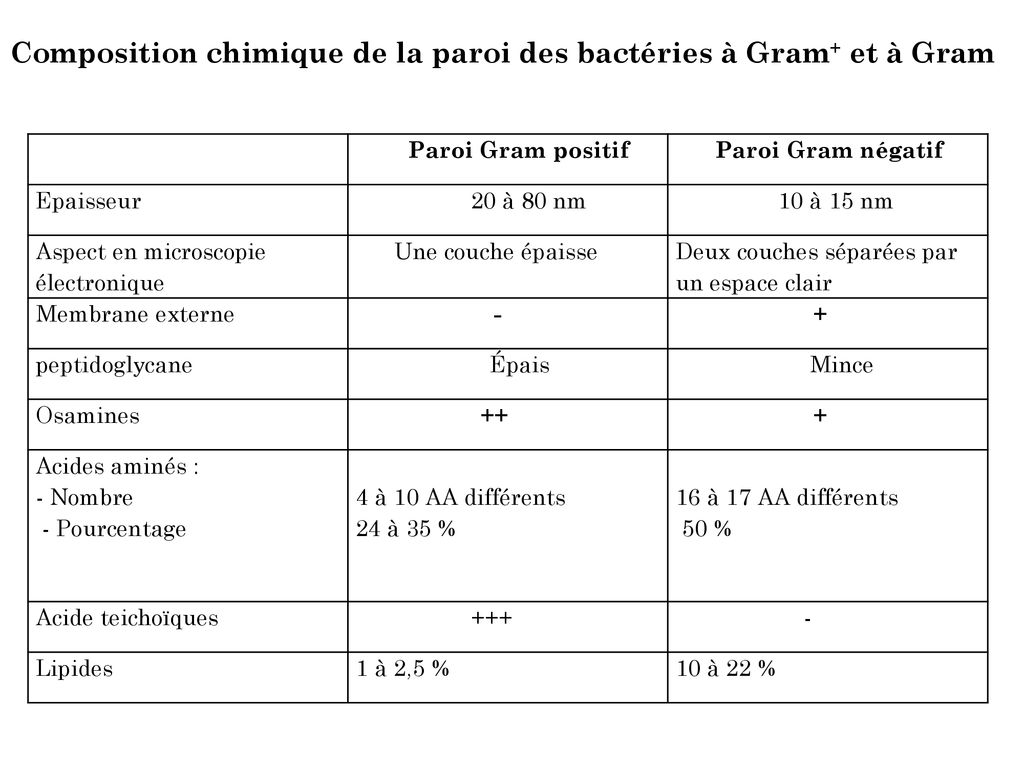 Composition chimique de la paroi des bactéries à Gram+ et à Gram