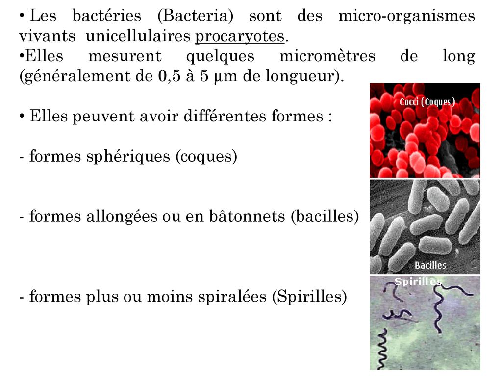 Les bactéries (Bacteria) sont des micro-organismes vivants unicellulaires procaryotes.
