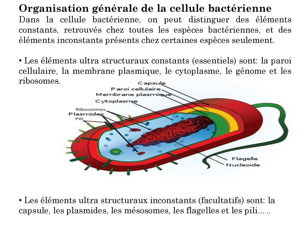 Organisation générale de la cellule bactérienne