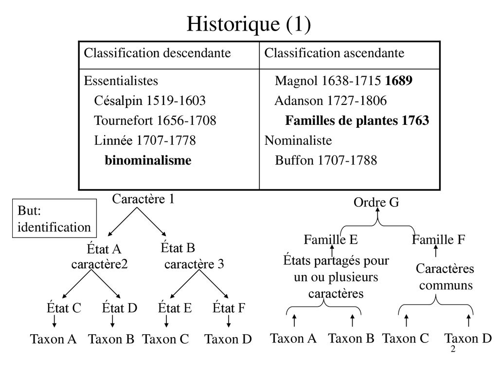 Plan Historique Phénétique Et Cladisme Origine De La Diversité - Ppt ...