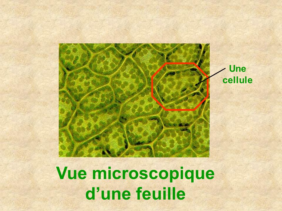 Vue microscopique d’une feuille