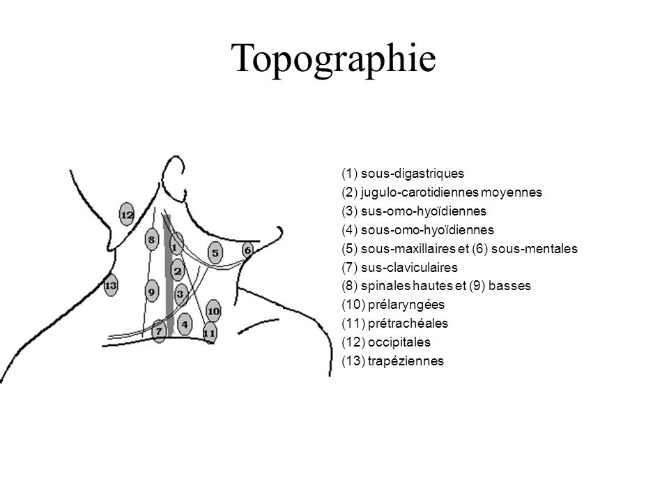 Topographie (1) sous-digastriques (2) jugulo-carotidiennes moyennes