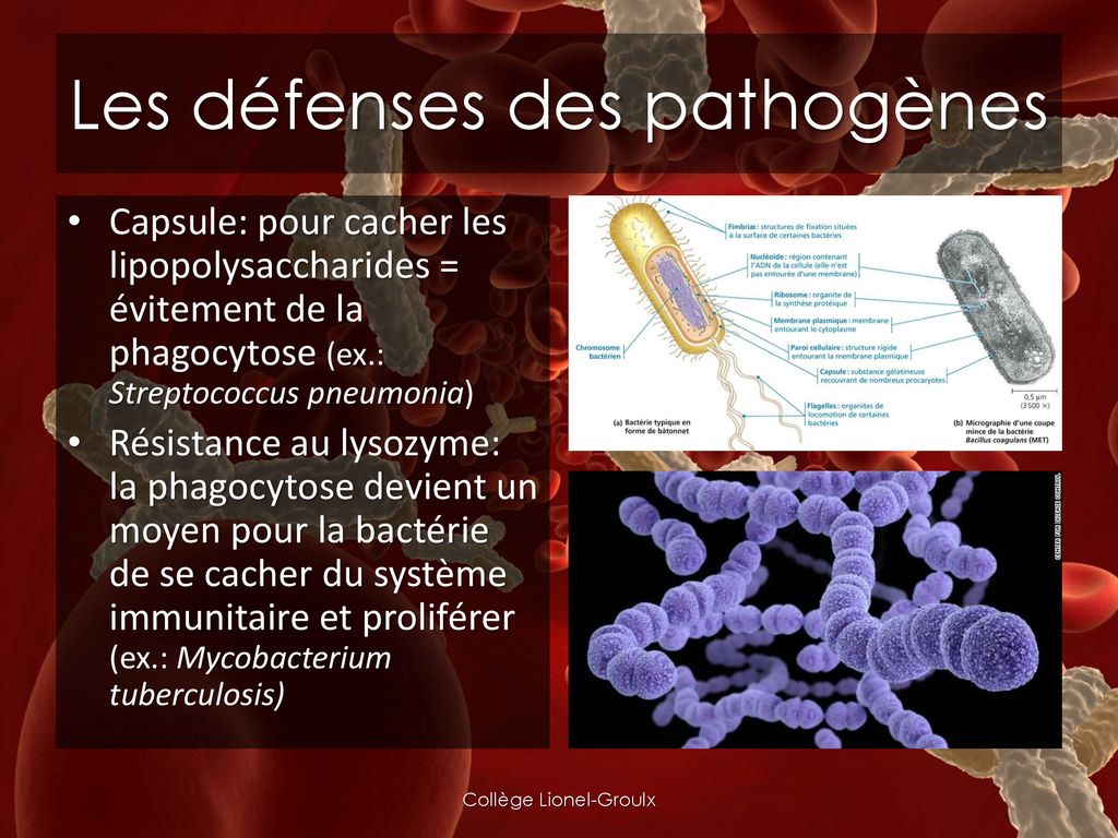 Les défenses des pathogènes