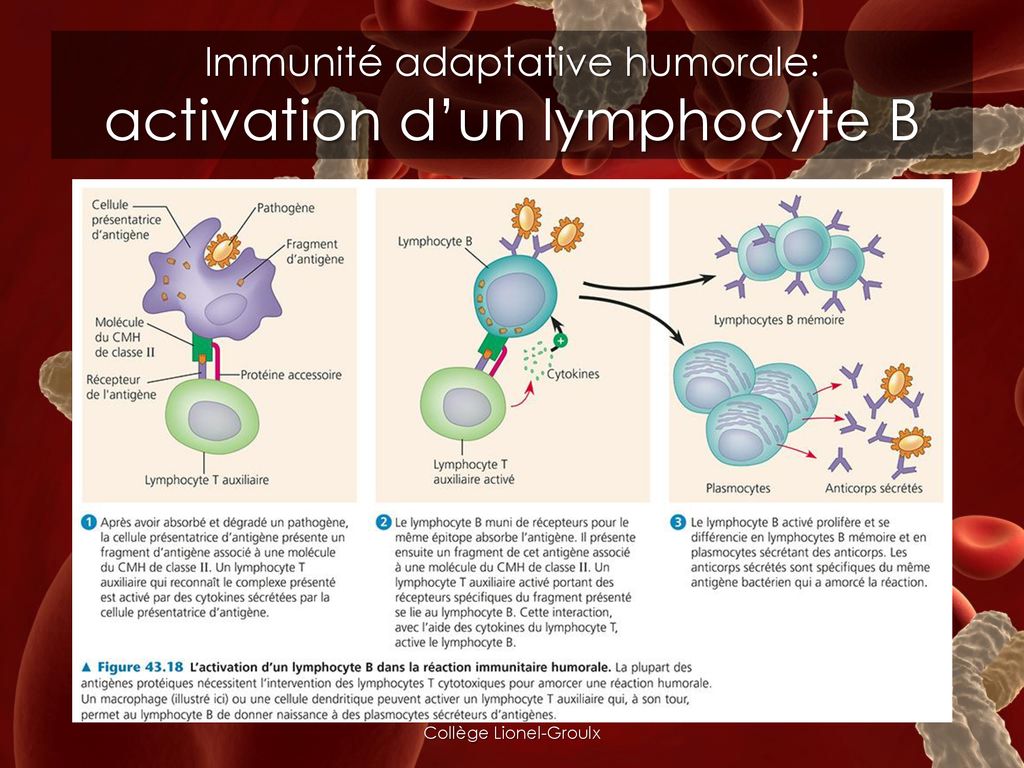 Immunité adaptative humorale: activation d’un lymphocyte B