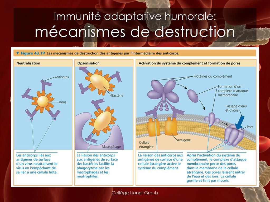 Immunité adaptative humorale: mécanismes de destruction