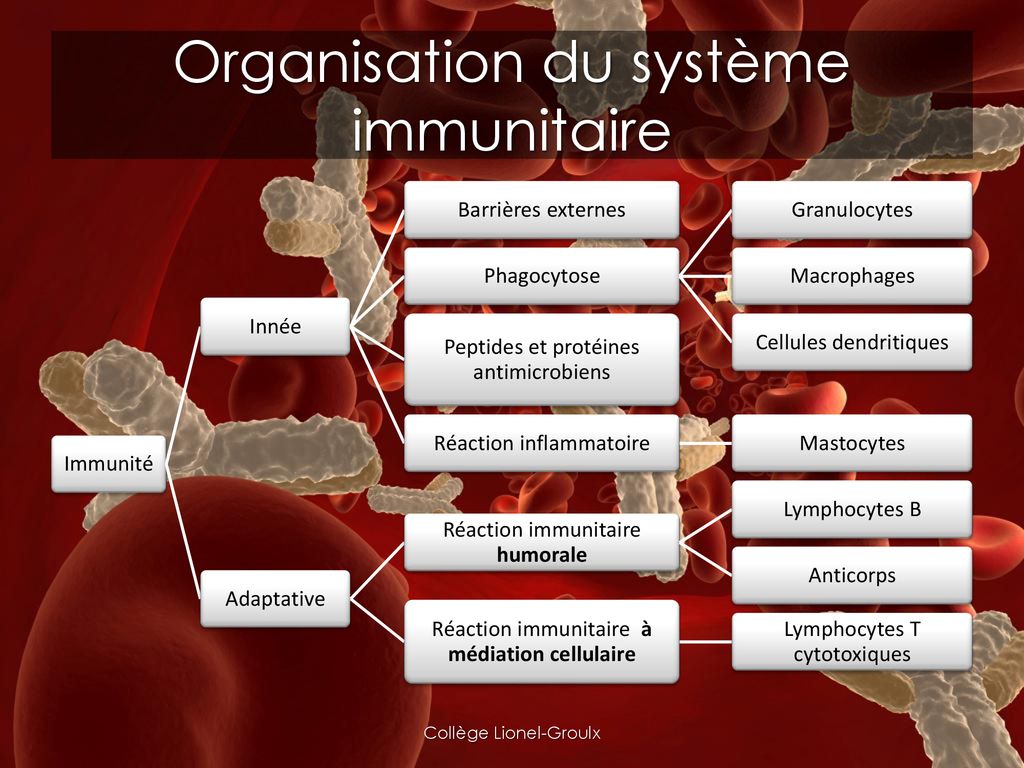 Organisation du système immunitaire