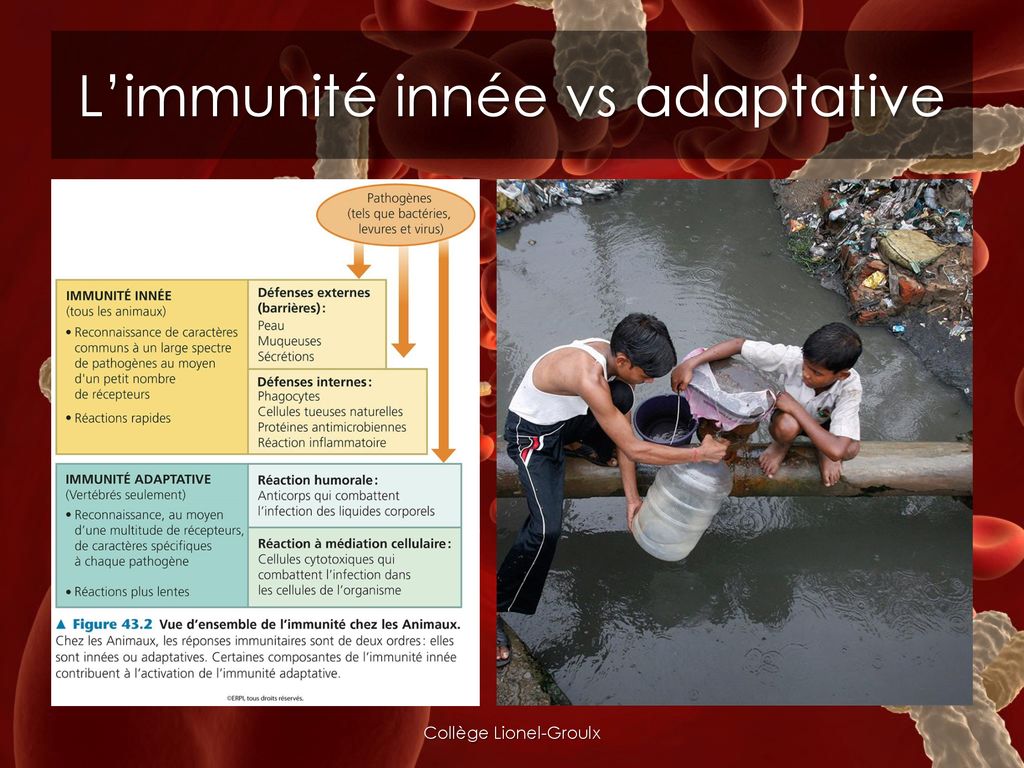 L’immunité innée vs adaptative