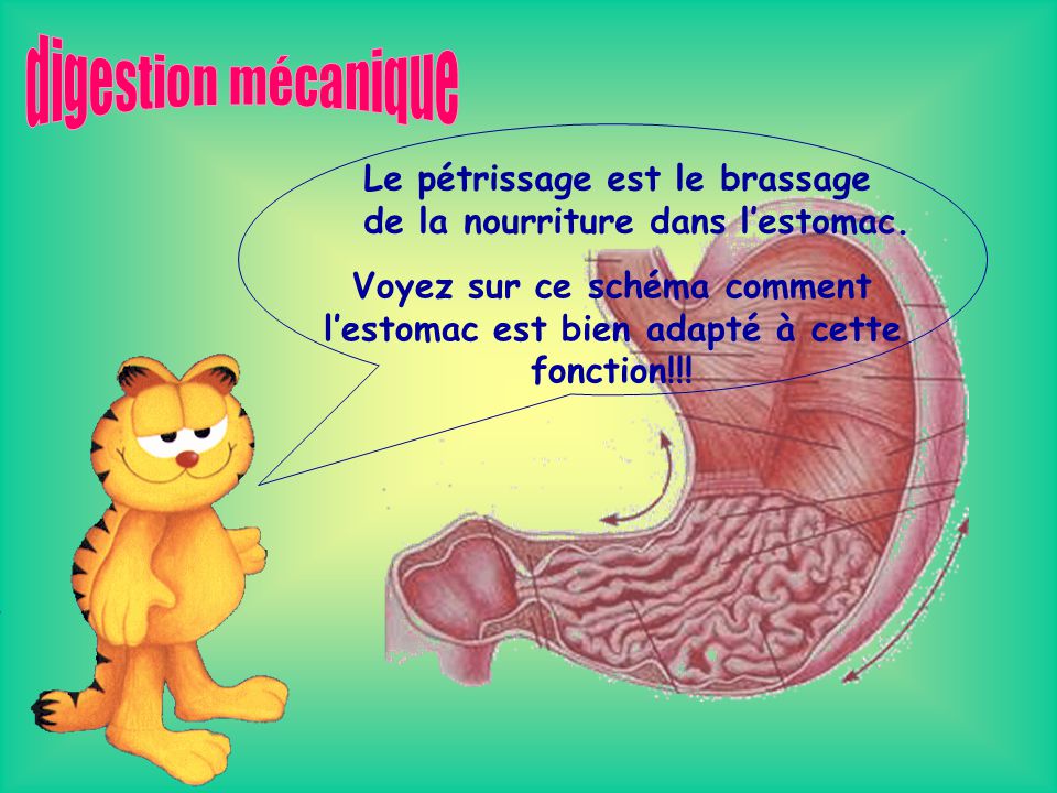 digestion mécanique Le pétrissage est le brassage de la nourriture dans l’estomac.