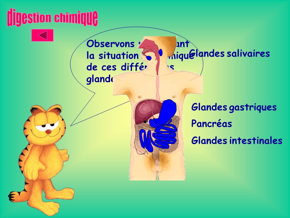digestion chimique Observons maintenant la situation anatomique de ces différentes glandes… Glandes salivaires.