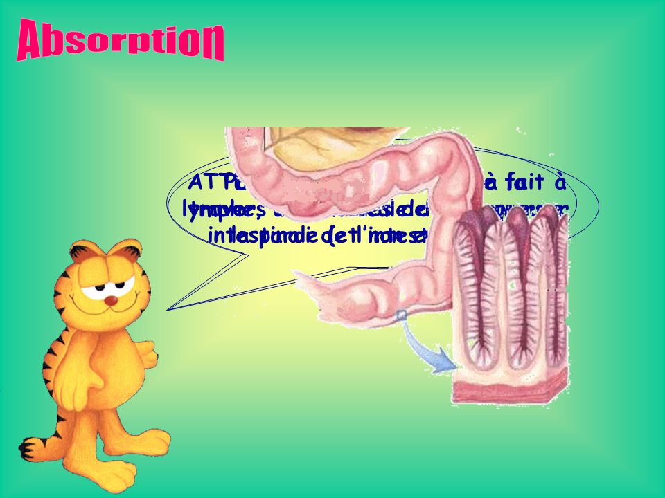 Absorption Pour arriver au sang ou à la lymphe, une molécule doit traverser la paroi de l’intestin grêle.