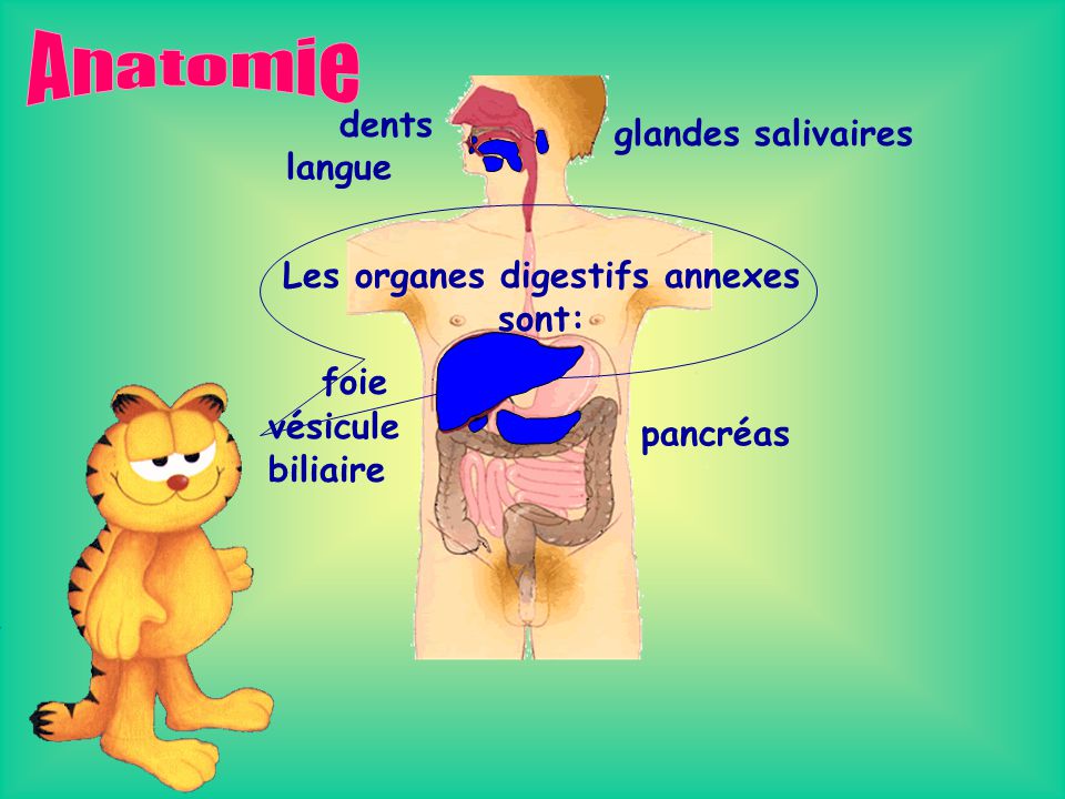Les organes digestifs annexes sont: