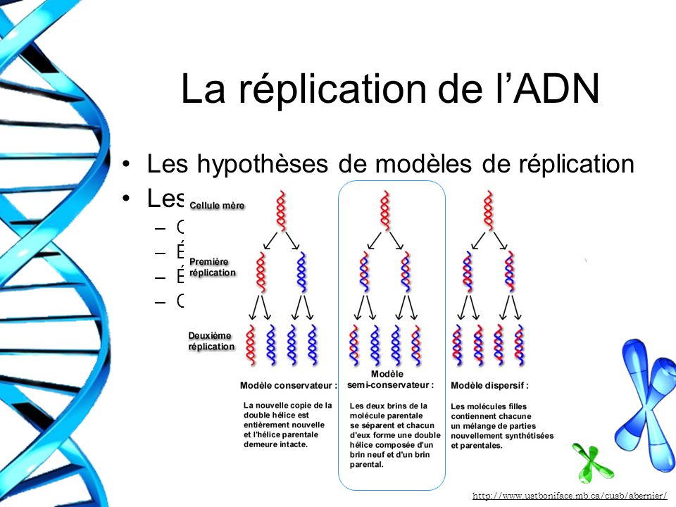 Механизм ADN. ADN реакции. ADN-232. ADN-057.