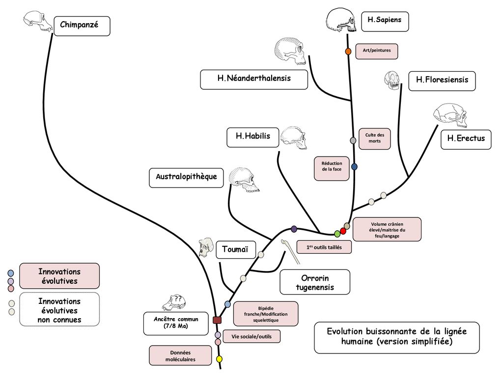 Evolution Buissonnante De La Lignée Humaine Version Simplifiée Ppt Télécharger 0230