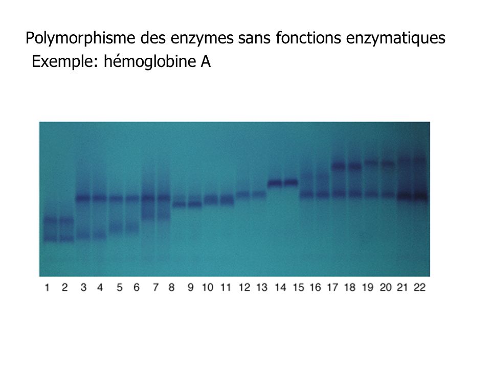 Polymorphisme des enzymes sans fonctions enzymatiques