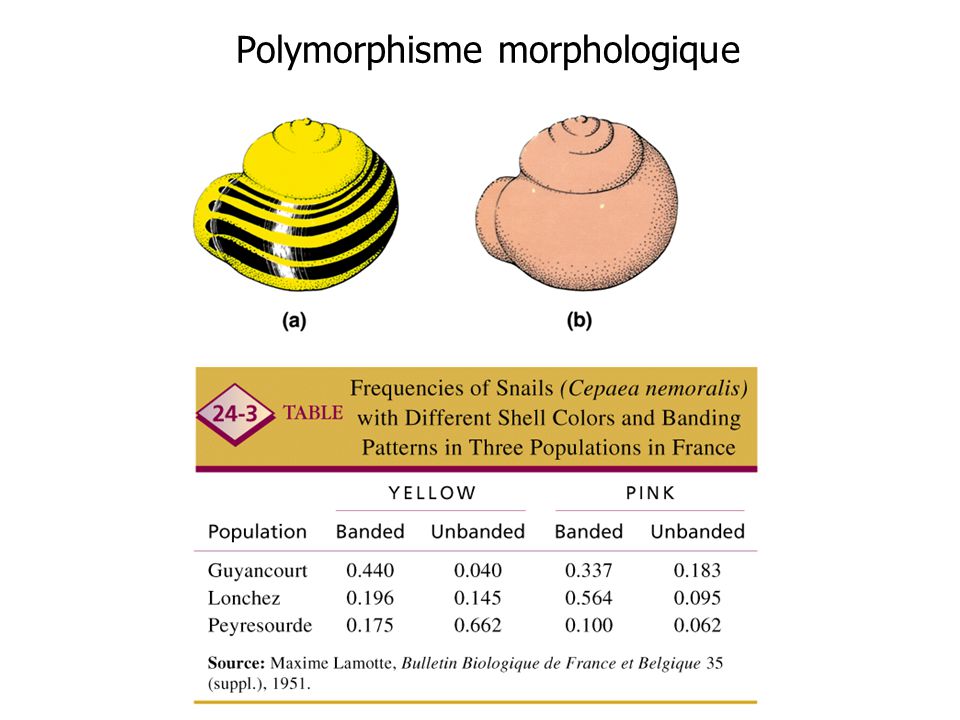 Polymorphisme morphologique