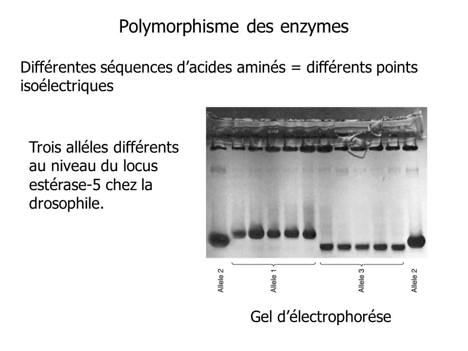 Polymorphisme des enzymes