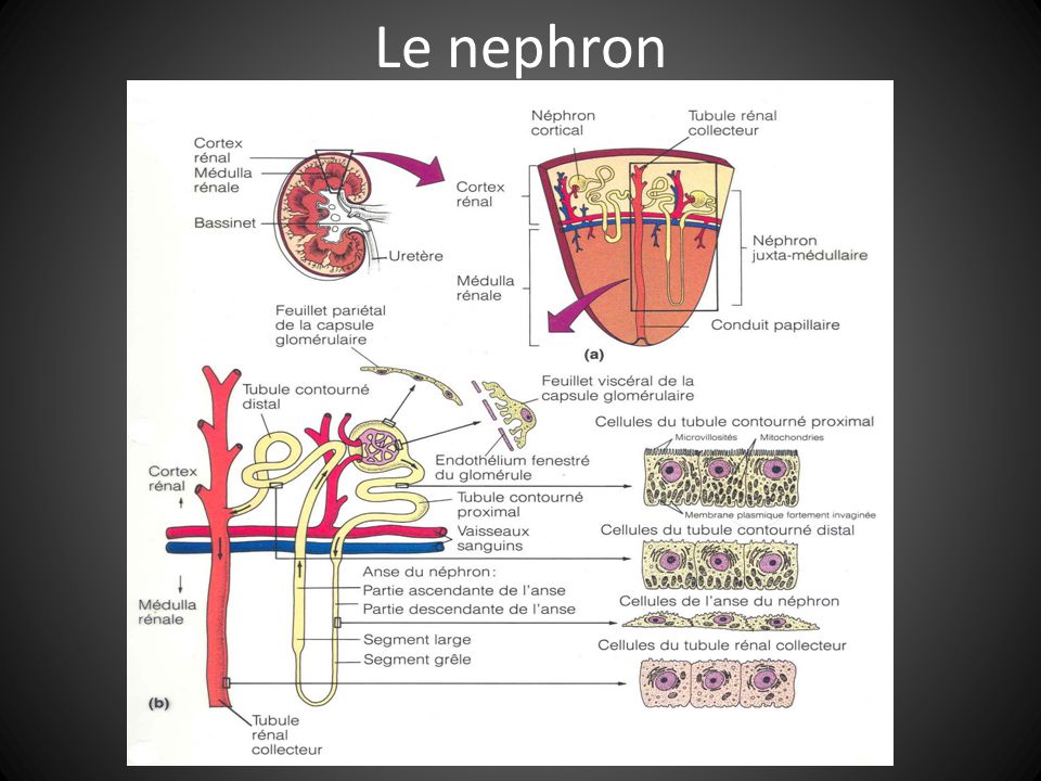 Le nephron
