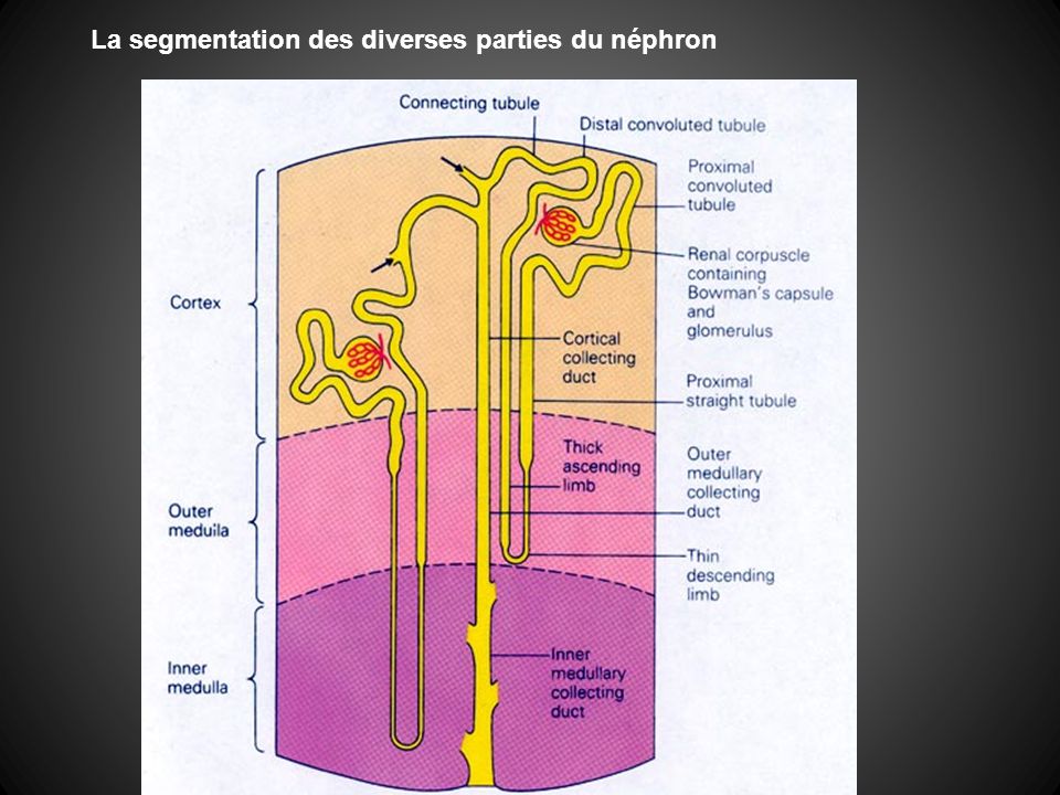 La segmentation des diverses parties du néphron